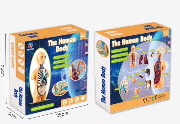 Human Body Anatomy Model Children Plastic DIY Skeleton Toy Science Early Learning Aids Educational Toys Kids STEM Game