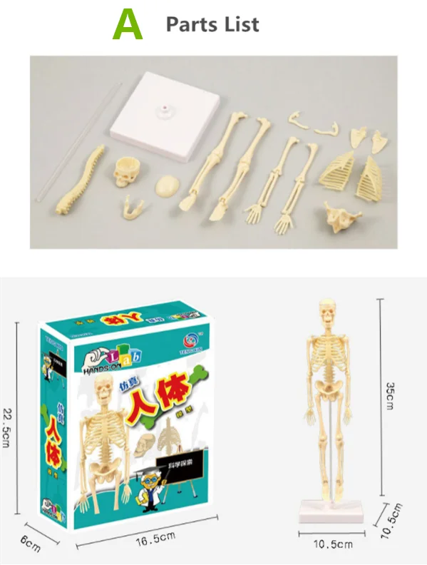 Human Body Anatomy Model Children Plastic DIY Skeleton Toy Science Early Learning Aids Educational Toys Kids STEM Game