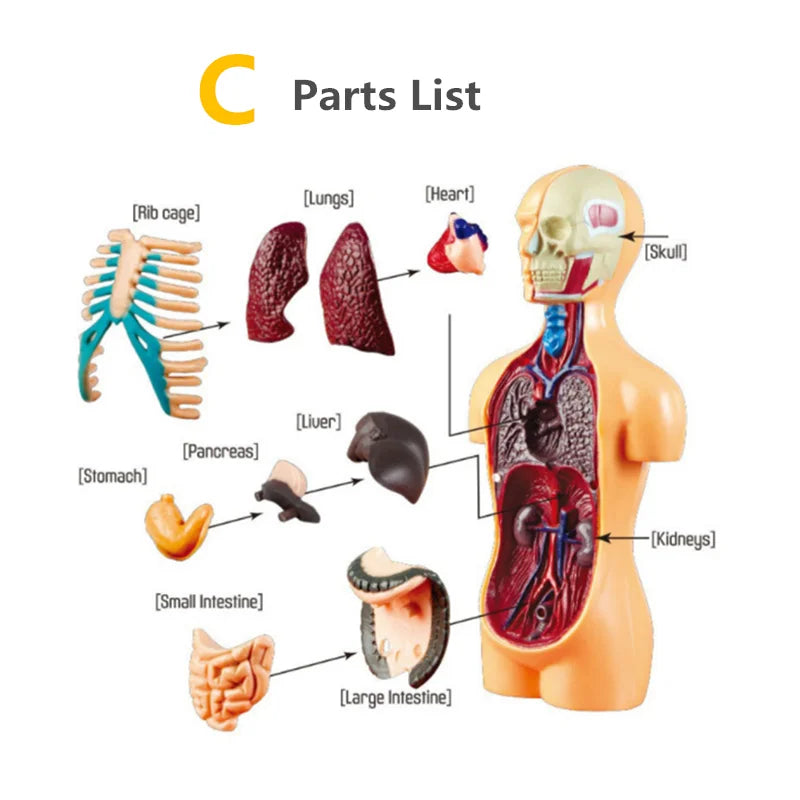 Human Body Anatomy Model Children Plastic DIY Skeleton Toy Science Early Learning Aids Educational Toys Kids STEM Game