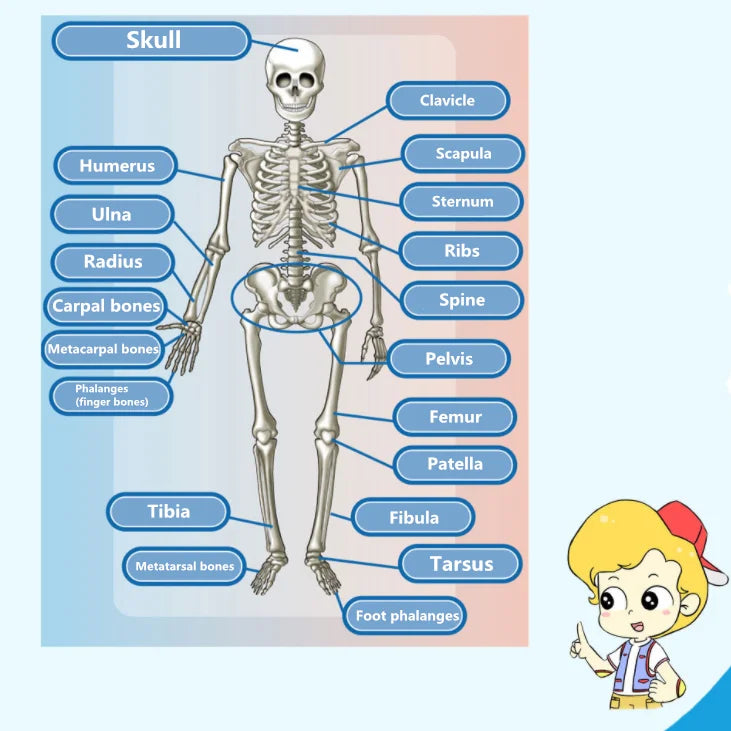 Human Body Anatomy Model Children Plastic DIY Skeleton Toy Science Early Learning Aids Educational Toys Kids STEM Game
