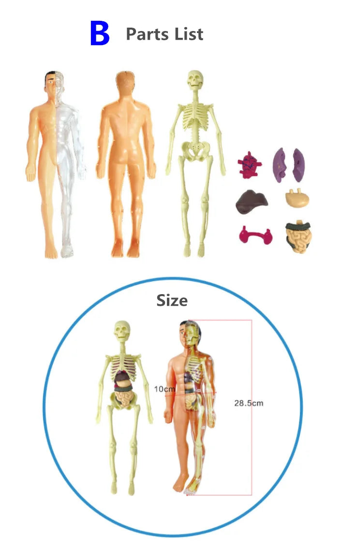 Human Body Anatomy Model Children Plastic DIY Skeleton Toy Science Early Learning Aids Educational Toys Kids STEM Game