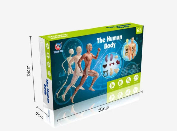 Human Body Anatomy Model Children Plastic DIY Skeleton Toy Science Early Learning Aids Educational Toys Kids STEM Game