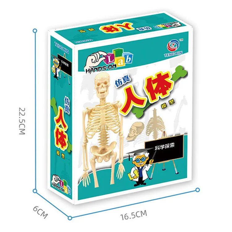 Human Body Anatomy Model Children Plastic DIY Skeleton Toy Science Early Learning Aids Educational Toys Kids STEM Game