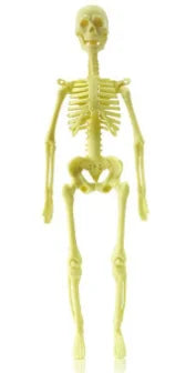 Human Body Anatomy Model Children Plastic DIY Skeleton Toy Science Early Learning Aids Educational Toys Kids STEM Game