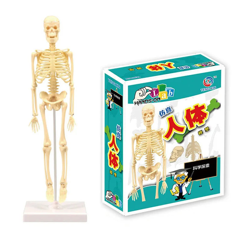 Human Body Anatomy Model Children Plastic DIY Skeleton Toy Science Early Learning Aids Educational Toys Kids STEM Game