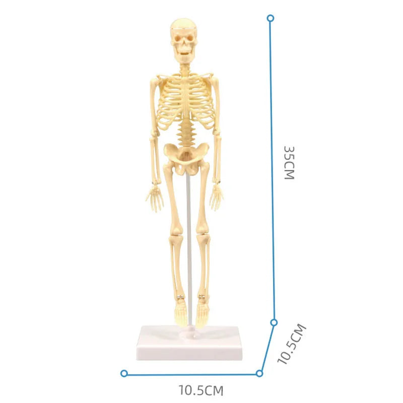 Human Body Anatomy Model Children Plastic DIY Skeleton Toy Science Early Learning Aids Educational Toys Kids STEM Game