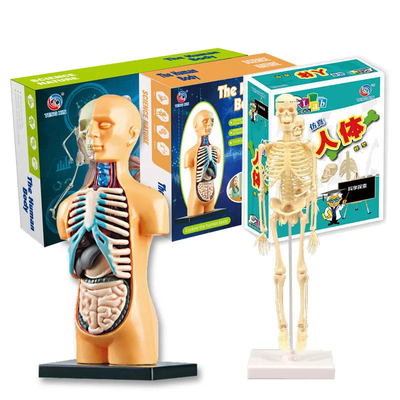 Human Body Anatomy Model Children Plastic DIY Skeleton Toy Science Early Learning Aids Educational Toys Kids STEM Game