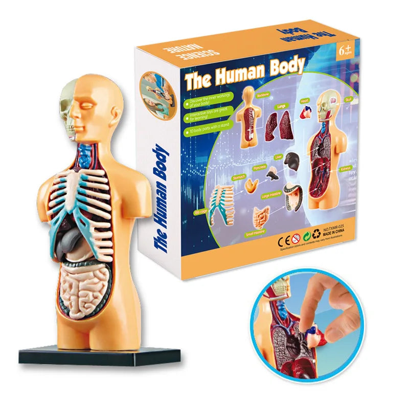Human Body Anatomy Model Children Plastic DIY Skeleton Toy Science Early Learning Aids Educational Toys Kids STEM Game