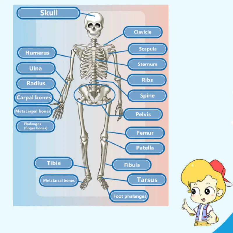 Human Body Anatomy Model Children Plastic DIY Skeleton Toy Science Early Learning Aids Educational Toys Kids STEM Game