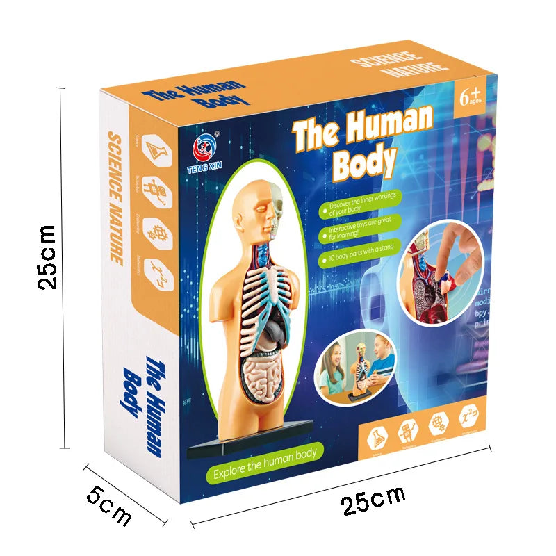 Human Body Anatomy Model Children Plastic DIY Skeleton Toy Science Early Learning Aids Educational Toys Kids STEM Game