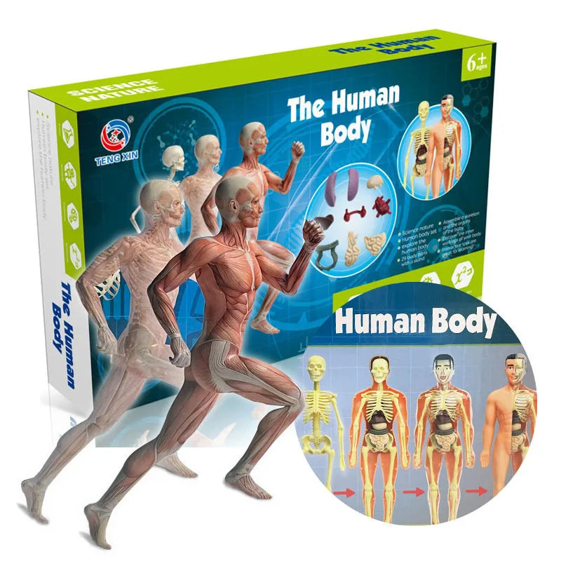 Human Body Anatomy Model Children Plastic DIY Skeleton Toy Science Early Learning Aids Educational Toys Kids STEM Game